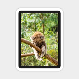 Koala with leg hooked over gum branch. Magnet