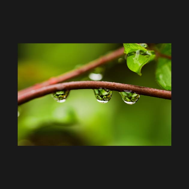 Rain droplets on the branch with green background by fantastic-designs