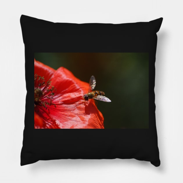 Hoverfly on the Poppy Pillow by declancarr