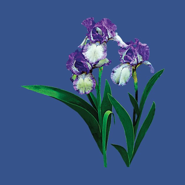 Irises - Three Purple and White Irises by SusanSavad