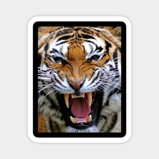 Tiger Head Magnet