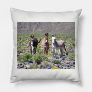 Wild burros, donkeys, wildlife, Nevada, Treasures of Marietta Pillow