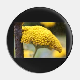 Vintage Yellow Yarrow Pin