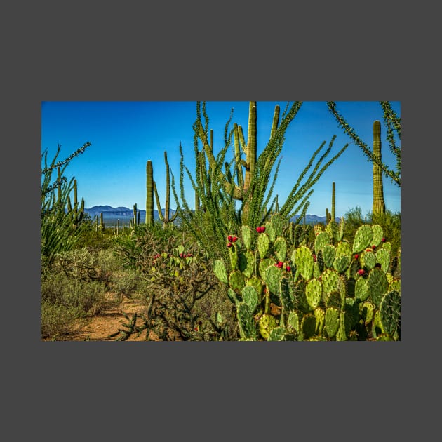 Saguaro National Park by Gestalt Imagery