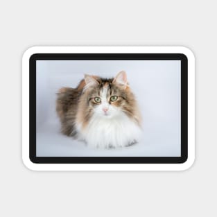 Long Hair tortoiseshell cat Magnet