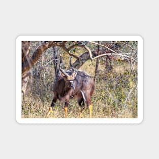 Male Nyala Antelope from South Africa Magnet