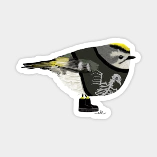 Golden-Crowned Punky Kinglet Magnet