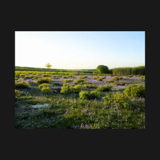 Sun Sets Over the Coppiced Bluebell Woodland T-Shirt