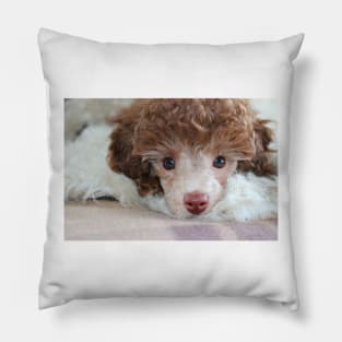 Toy Poodle Puppy Pillow