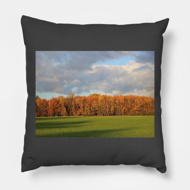 Wall of Trees Catching The Morning Sun Pillow by JossSperdutoArt