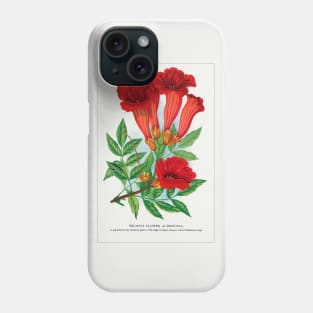 Trumpet Flower Lithograph (1900) Phone Case