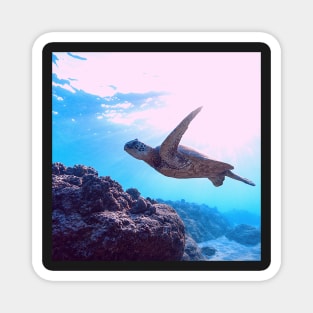 Majestic Green Sea Turtle Swimming Magnet