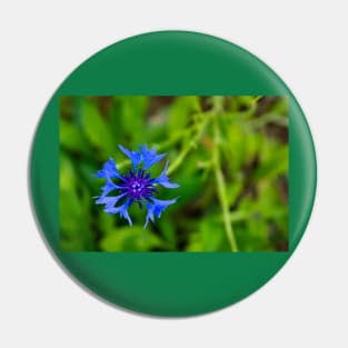 Blue cornflower herb flower head isolated on natural green background Pin