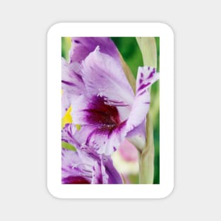 Gladiolus  'Passos' Magnet