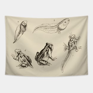 frog life cycle Tapestry