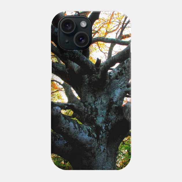 Huge trunk of a beech tree with numerous massive interwoven branches in Canfaito forest Phone Case by KristinaDrozd