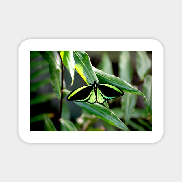 Cairns Birdwing Magnet by GP1746