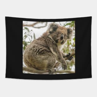 Koala 1 Tapestry