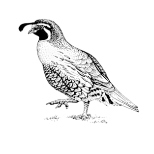 California Quail T-Shirt