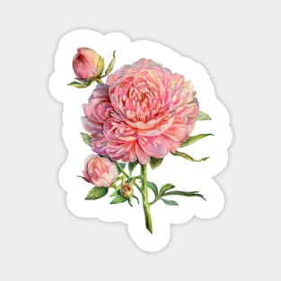 Peonies Magnet