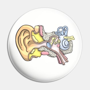 Human Inner Ear Anatomy Illustration Pin