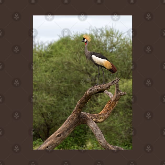 Grey Crowned Crane by yairkarelic