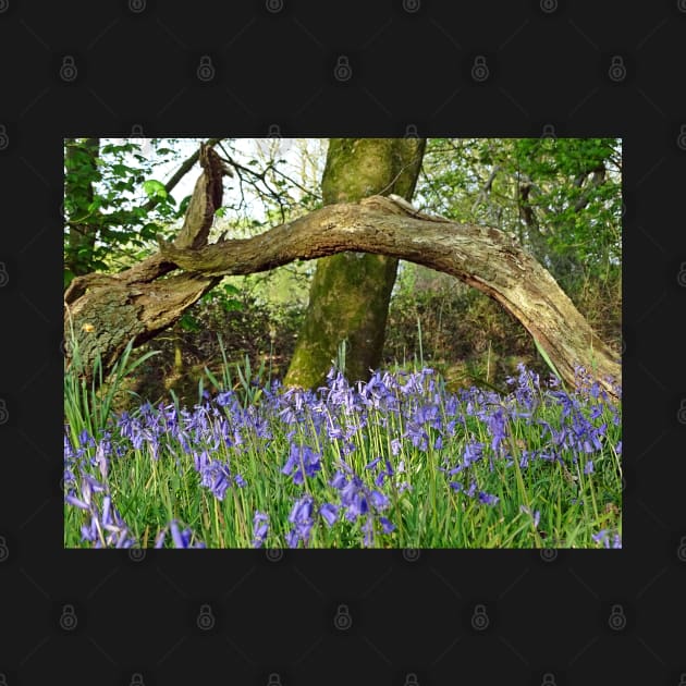 Bluebells under Deadwood by AH64D