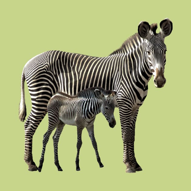 Grevy Zebra Mama with Baby in Kenya / Africa by T-SHIRTS UND MEHR