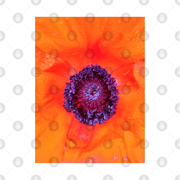 Beautiful Orange Poppy - Centre of the Flower - Early Spring Blooms by Ric1926