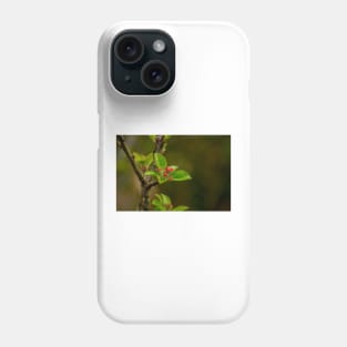 ebs apricots in bloom Phone Case