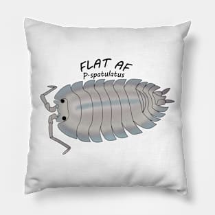 P.spatulatus Flat AF Pillow