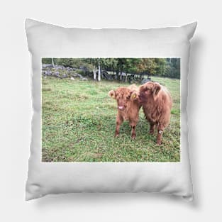 Scottish Highland Cattle Calves 1538 Pillow