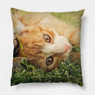 orange kittens playing together Pillow