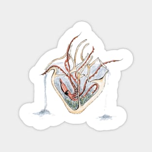 Squid Heart Aquarium Magnet