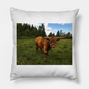 Scottish Highland Cattle Bull 1786 Pillow