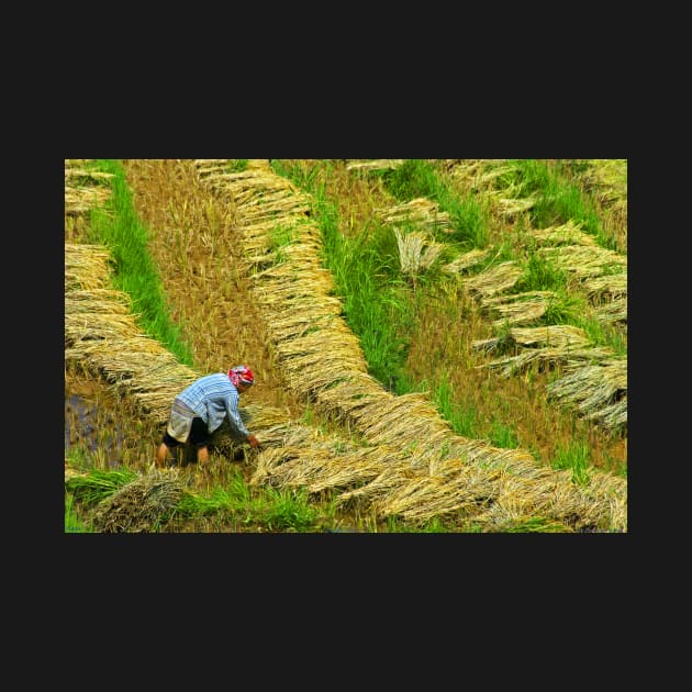 Rice Terrace5. by bulljup