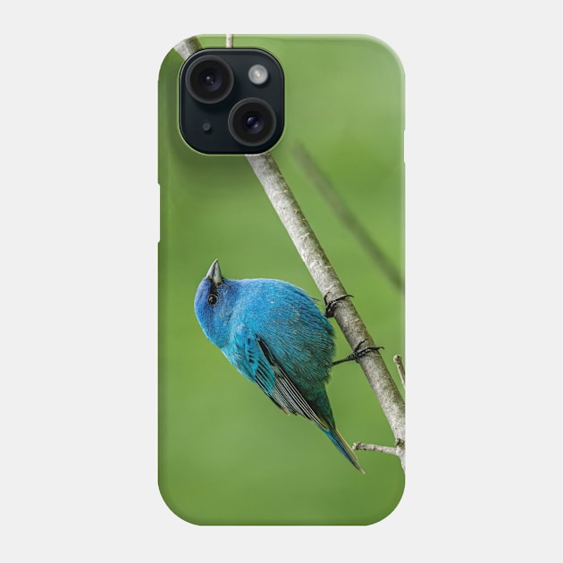 Indigo Bunting Phone Case by jaydee1400