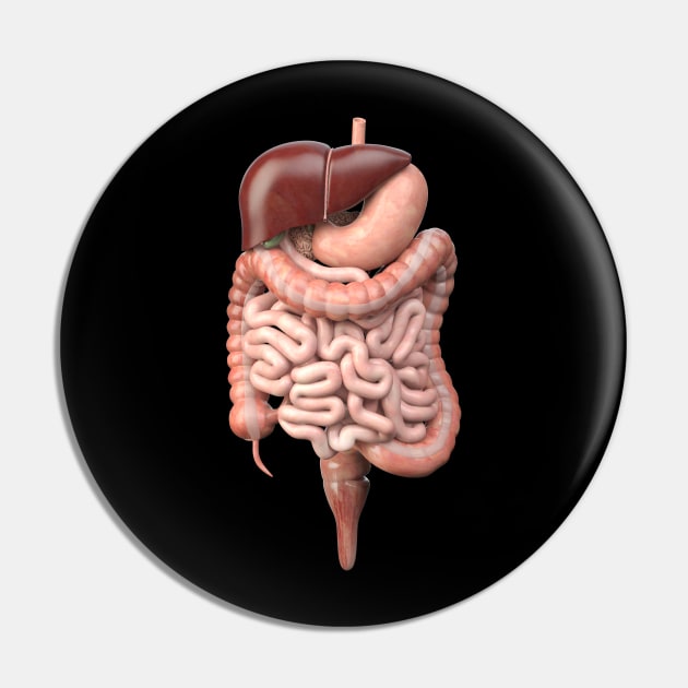 Digestive system Pin by AviToys