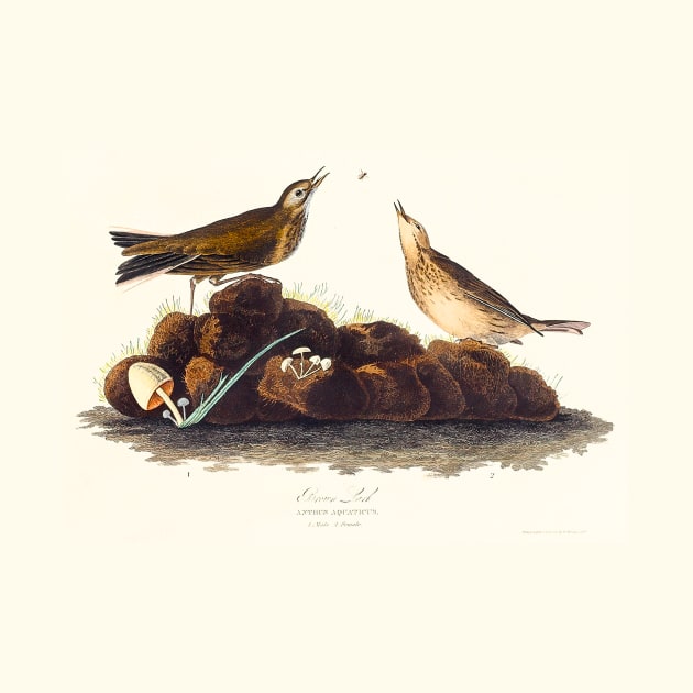 Brown Lark from Birds of America (1827) by WAITE-SMITH VINTAGE ART