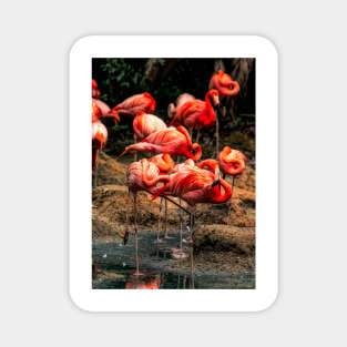 Flamingo Sancturary Magnet