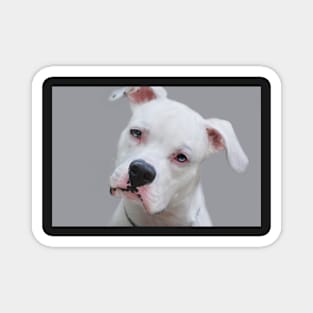 Canine Portrait Magnet