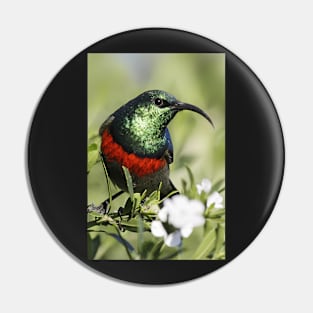 Double-collared Sunbird, South Africa Pin