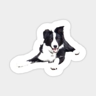 Border Collie on a white background Magnet