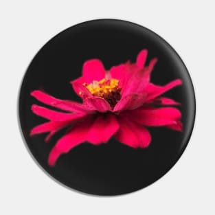 PNG pink zinnia flowers Pin