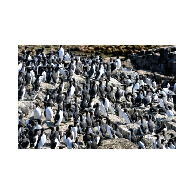 Guillemot colony on the Farne Islands - Northumberland, UK by richflintphoto