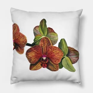 Orange and Yellow Orchid Pillow