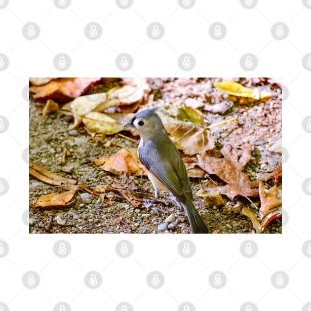 Tufted Titmouse in Woodland Leaves by Colette22