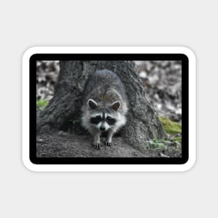 Raccoon Stare Down Magnet