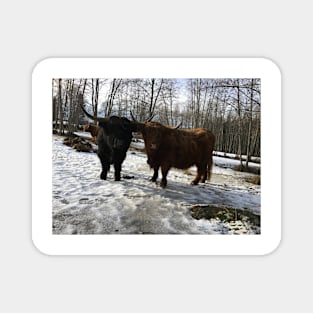 Scottish Highland Cattle Bull and Cow 2297 Magnet