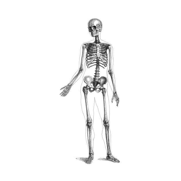 Full Body Skeleton - Vintage Anatomy by Vintage Anatomy Prints